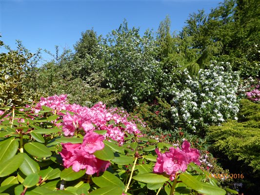 hydrangea and apple trees in bloom